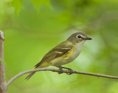 warblers__parulines__fly_catcher__moucheroole