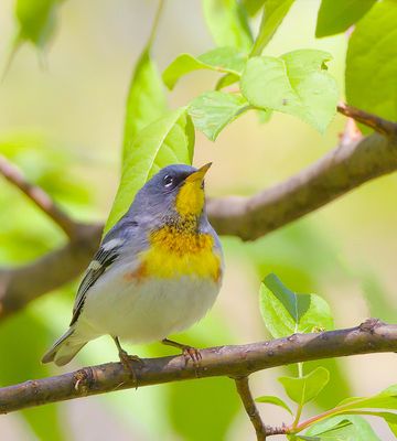 Northern Parula -- Paruline A Collier
