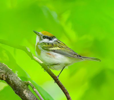 ChestNut - Sided Warbler -- Paruline A Flancs Marron