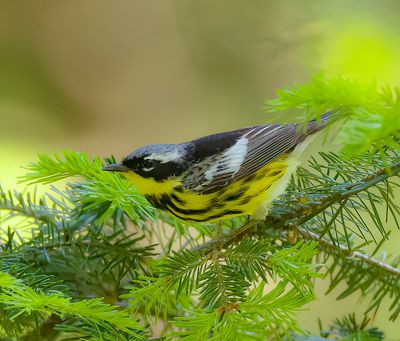 Magnolia Warbler -- Paruline A Tete Cendree