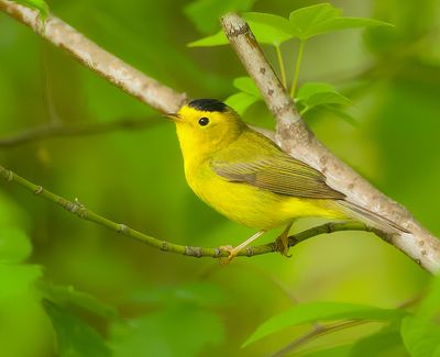 Wilson's Warbler  --  Paruline A Calotte Noire