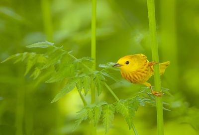 Yellow Warbler  --  Paruline Jaune