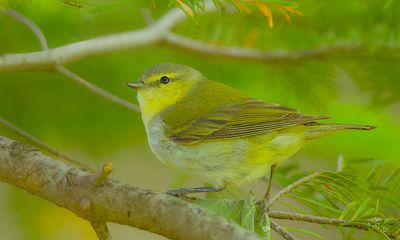 Tennessee Warbler (F)  --  Paruline Obscure (F)