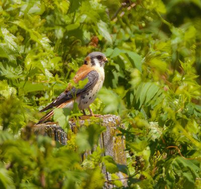 American Kestrel  --  Crecerelle D'Amerique