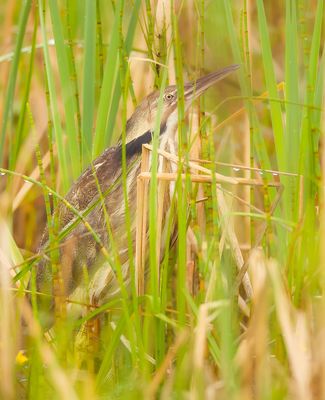 American Bittern  --  Butor DAmerique