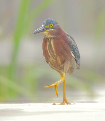 Green Heron  --  Heron Vert