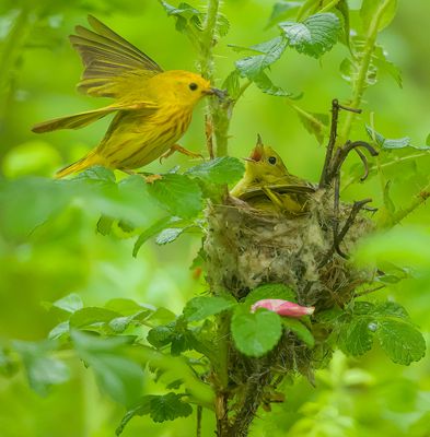 Yellow Warbler's   --  Paruline Jaunes
