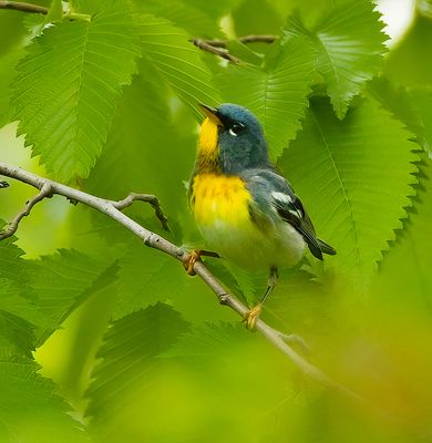 Northern Parula  --  Paruline A Collier