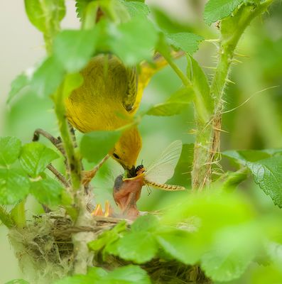 Yellow Warbler (4CHICK'S)  --  Paruline Jaune (4POUSSIN)