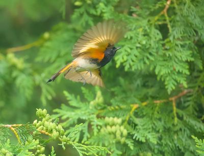 American RedStart  --  Paruline Flamboyante