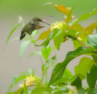 Ruby-Throated HummingBird  --  Colibri A Gorge Rubis