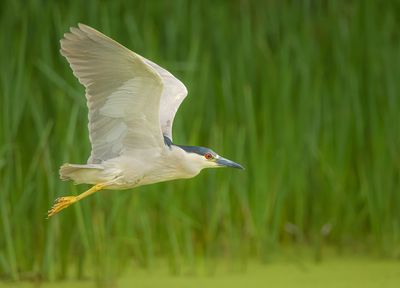 Black - Crowned Night - Heron  --  Bihoreau Gris