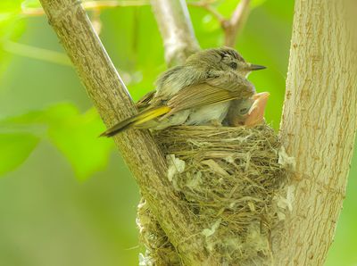 American RedStart and CHICK  --  Paruline Flamboyante avec POUSSIN