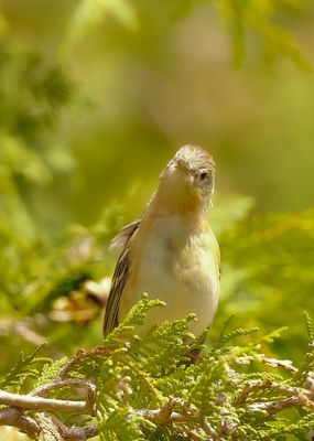 Bay - Breasted Warbler  --  Paruline A Poitrine Baie
