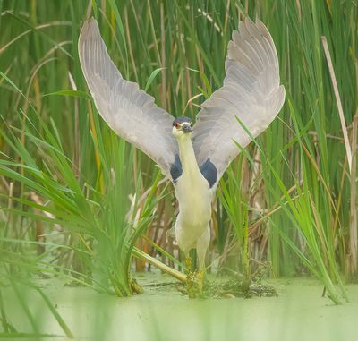 Black - Crowned Night - Heron  --  Bihoreau Gris