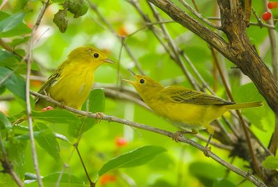 Yellow Warbler's   --  Paruline Jaunes
