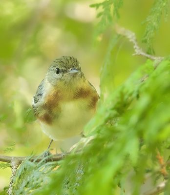 Bay-Breasted Warbler  --  Paruline A Poitrine Baie