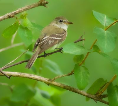 Alder FlyCatcher  --  Moucherolle Des Aulnes