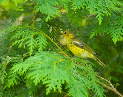 Cape May Warbler  --  Paruline Tigree