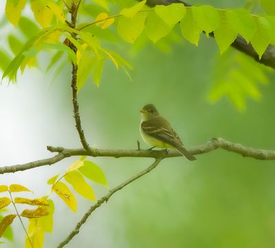 Willow FlyCatcher  --  Moucherolle Des Saules