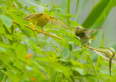 Yellow Warbler and (Chick)  --  Paruline Jaune avec (POUSSIN)