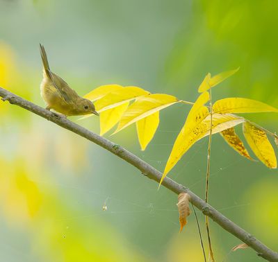 Common YellowThroat  (1st. year) --  Paruline Masquee (1er annee)