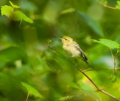 ChestNut- Sided Warbler (1st.year) --  Paruline A Flancs Marron(1ere annee)