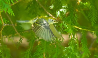ChestNut - Sided Warbler  --  Paruline A Flancs Marron