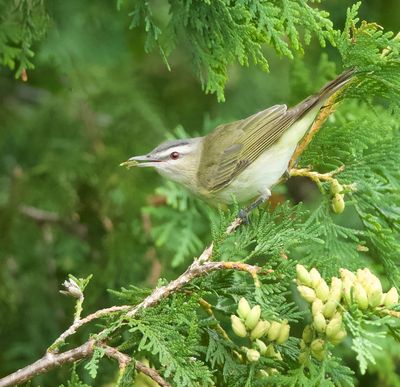 Red-Eyed Vireo  --  Vireo Aux Yeux Rouges