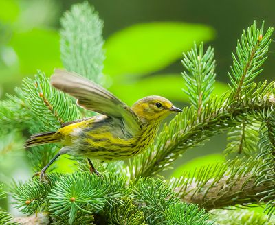 Cape May Warbler  --  Paruline Tigree