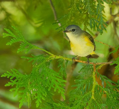 American RedStart  --  Paruline Flamboyante