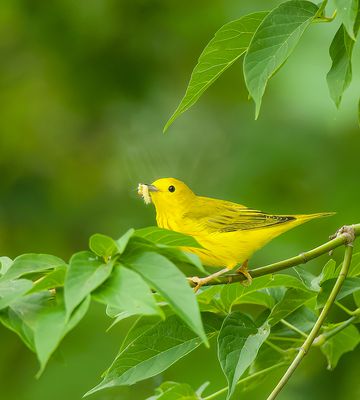 Yellow Warbler  --  Paruline Jaune