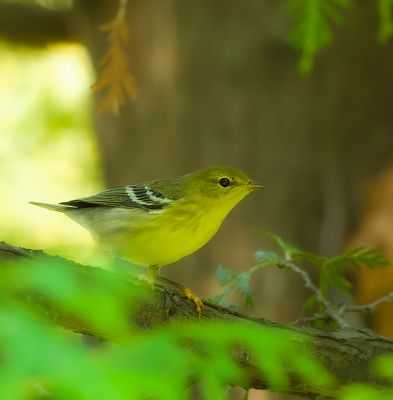 BlackPoll Warbler  --  Paruline Rayee