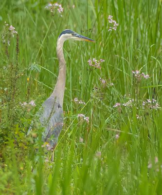 Great Blue Heron  --  Grand Heron