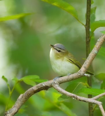 Red-Eyed Vireo  --  Vireo Aux Yeux Rouges