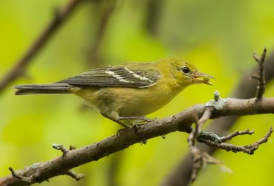 Bay - Breasted Warbler  --  Paruline A Poitrine Baie