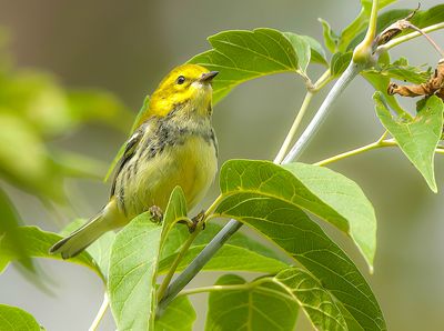 Black-Throated Green Warbler  --  Paruline A Gorge Noire