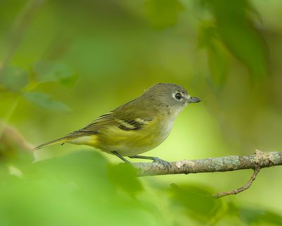 Blue-Headed Vireo  --  Vireo A Tete Bleue
