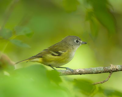 Blue-Headed Vireo  --  Vireo A Tete Bleue