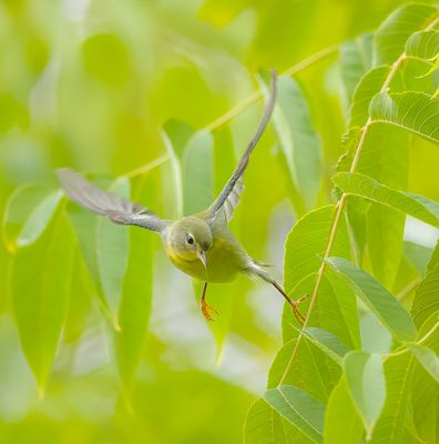 Northern Parula  --  Paruline A Collier