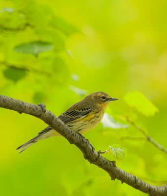 Yellow-Rumped Warbler  --  Paruline A Croupion Jaune