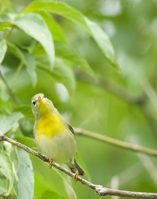 Northern Parula  --  Paruline A Collier