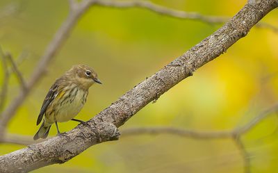 Yellow-Rumped Warbler  --  Paruline A Croupion Jaune