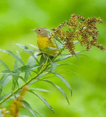 NashVille Warbler  --  Paruline A Joues Grises