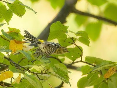 Yellow-Rumped Warbler  --  Paruline A Croupion Jaune