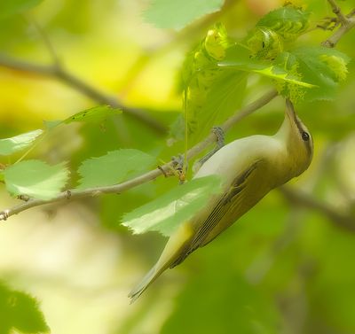 Red-Eyed Vireo  --  Vireo Aux Yeux Rouges