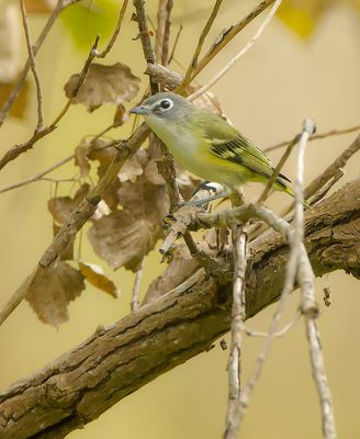 Blue - Headed Vireo  --  Vireo A Tete Bleue