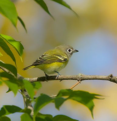 Blue - Headed Vireo  --  Vireo A Tete Bleue