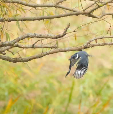 Belted KingFisher -- Martin-Pecheur D'Amerique