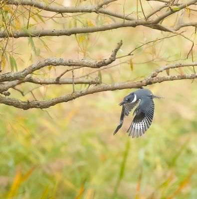 Belted KingFisher  --  Martin-Pecheur D'Amerique